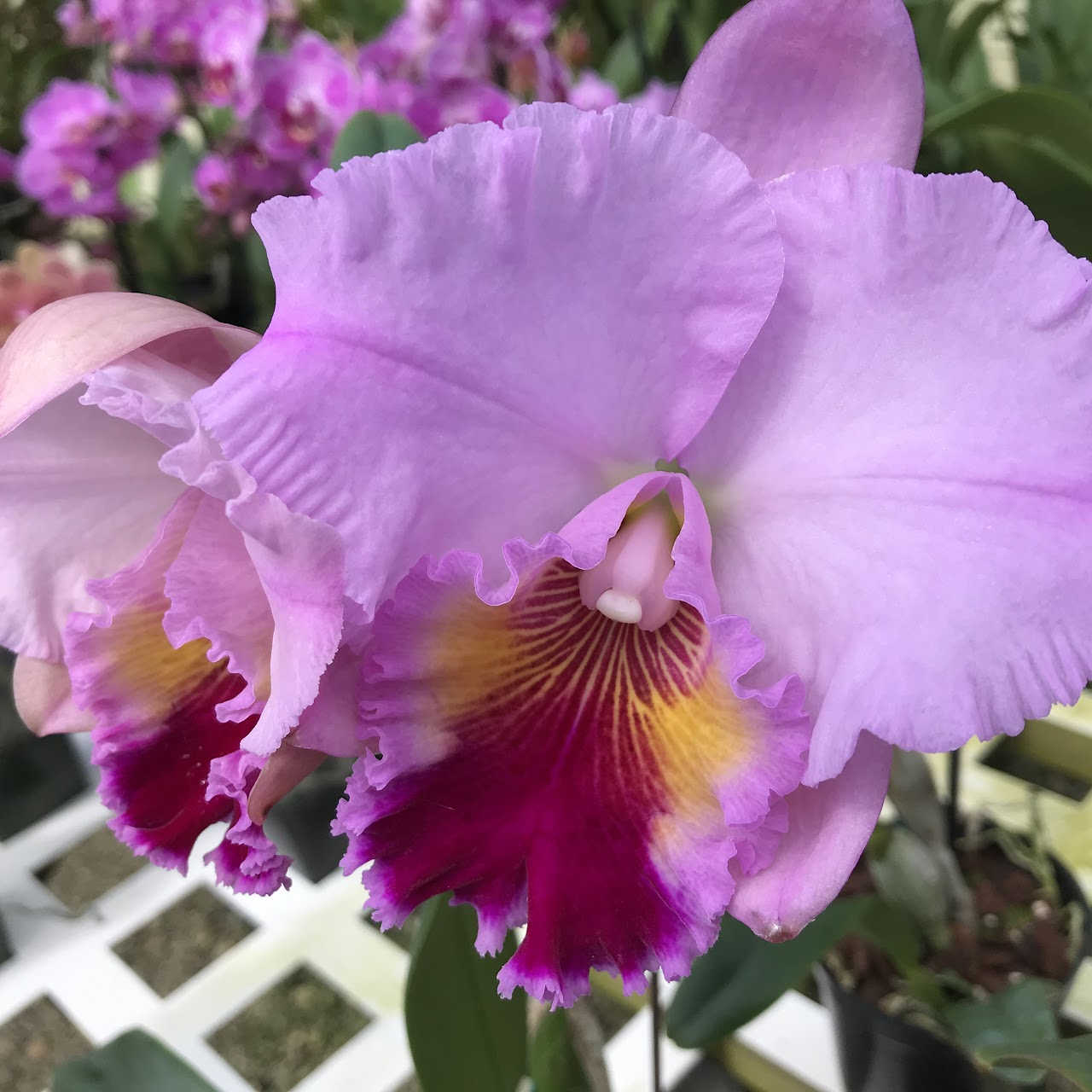 Rhyncholaeliocattleya William's Drumbeat (C Drumbeat x Rlc William Farrell) — Cattleya, Natt's Orchids