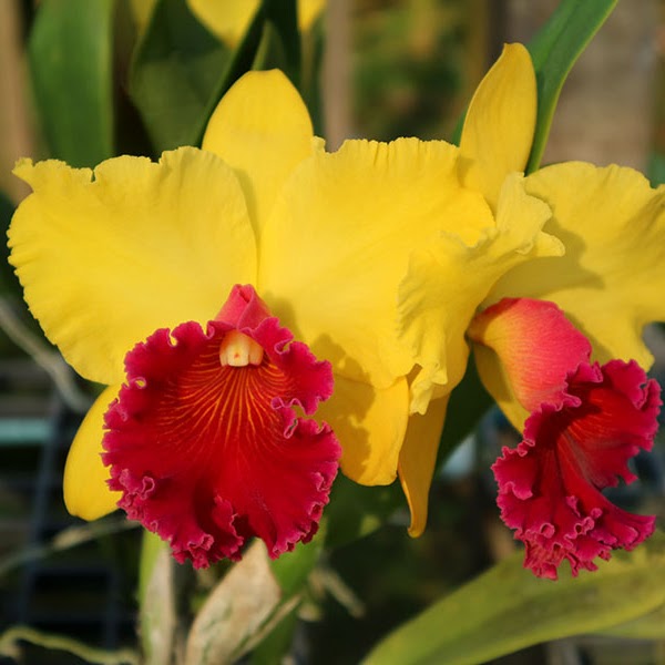 Rhyncholaeliocattleya Alma Kee (C Alma x Rlc Cheah Bean-Kee) — Cattleya, Natt's Orchids