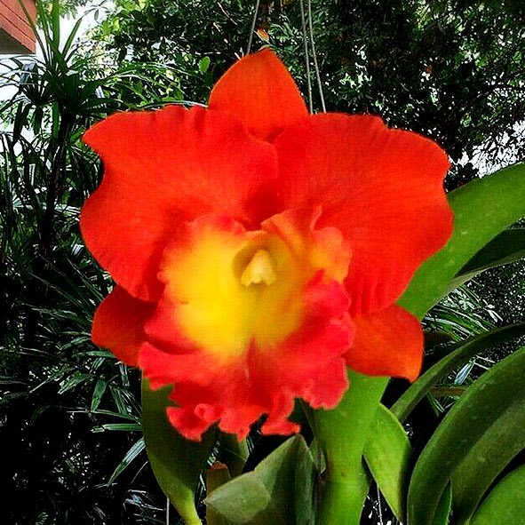 Rhyncholaeliocattleya Star of Siam (Rlc Pattaya Magic x C Tainan City) — Cattleya, Natt's Orchids