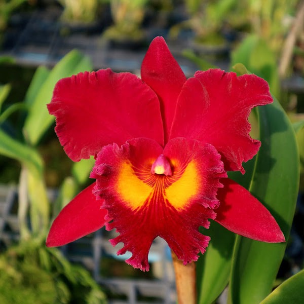 Rhyncholaeliocattleya Sanyung Ruby (Rlc Waianae Coast x Chia Lin) — Cattleya, Natt's Orchids