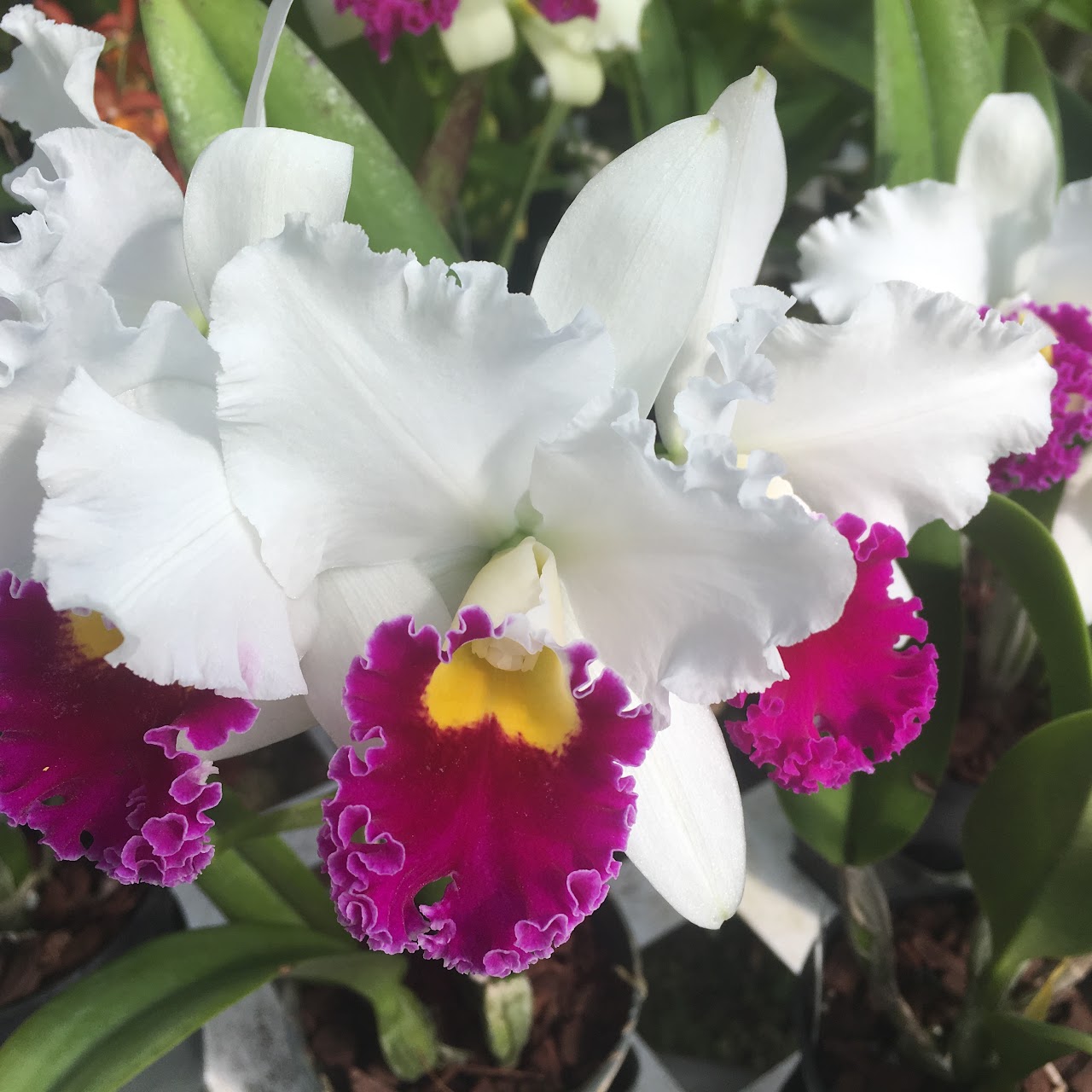 Rhyncattleanthe Hsinying Grand Catherine (C Orglade's Grand x Rth Hsinying Catherine) — Cattleya, Natt's Orchids