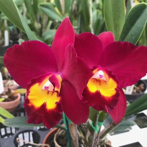 Rhyncholaeliocattleya Hawaiian Prominence (Rlc Hisako Akatsuka x C Wendy's Redstone) — Cattleya, Natt's Orchids
