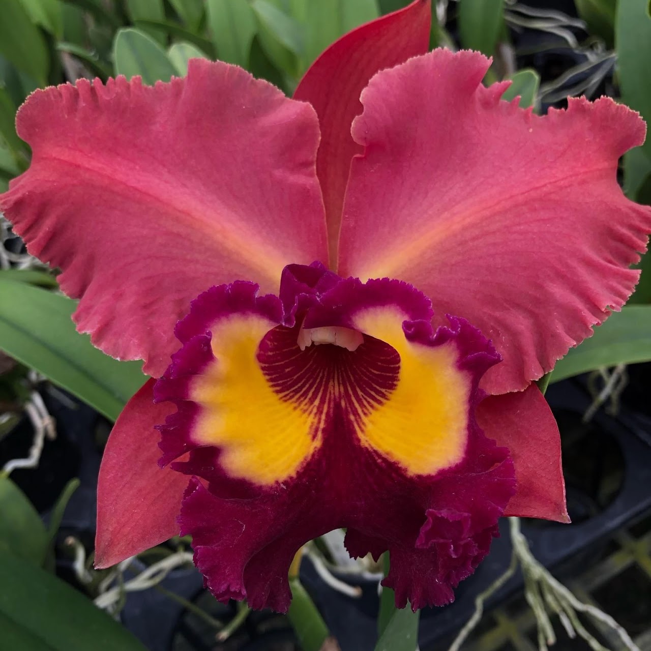 Rhyncholaeliocattleya Chonburi Red (Williette Wong Yen x Tainan City) — Cattleya, Natt's Orchids