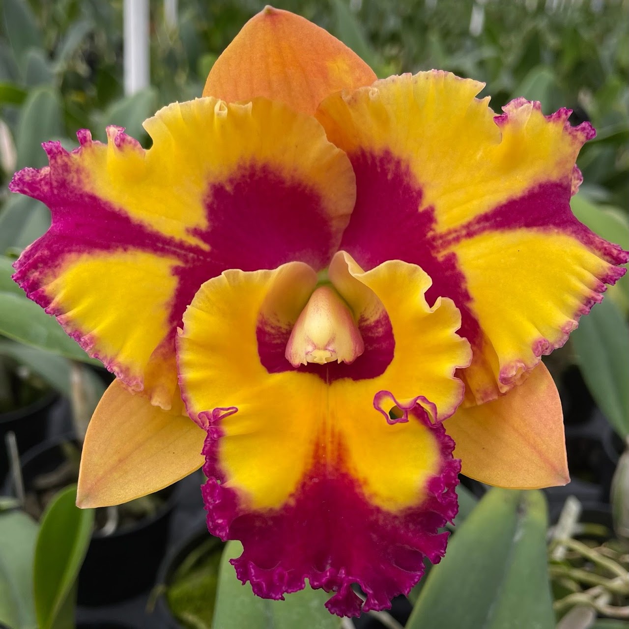 Rhyncholaeliocattleya Rungnapha Fancy (Rlc Yen Twentyfour Carat x C Mari's Song) — Cattleya, Natt's Orchids