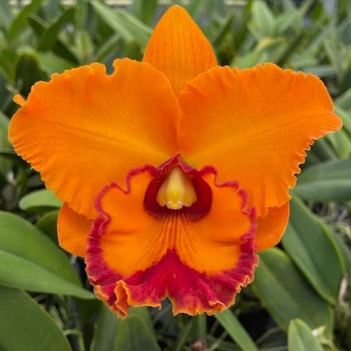 Rhyncholaeliocattleya Nakornchaisri Delight 'Fanta' (Yen Twentyfour Carat x Chunyeah) — Cattleya, Natt's Orchids