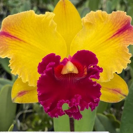 Rhyncholaeliocattleya Yingluck Smile 'Red Line' (Liu's Joyance x Williette Wong Yen) — Cattleya, Natt's Orchids
