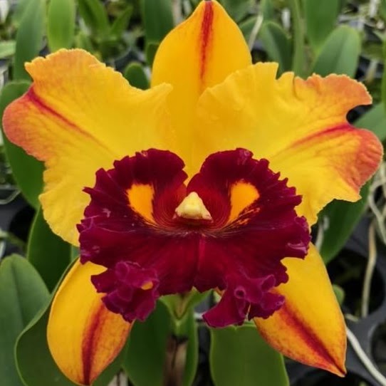 Rhyncholaeliocattleya Hans Kunning (Williette Wong x Toshie Aoki) — Cattleya, Natt's Orchids