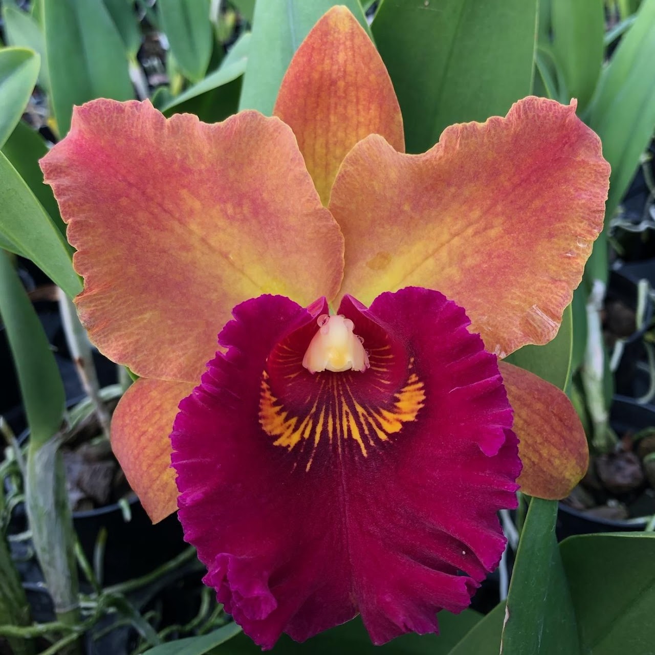 Rhyncholaeliocattleya Hey Song 'Orange' (Shinfong Lisa x Maitland) — Cattleya, Natt's Orchids