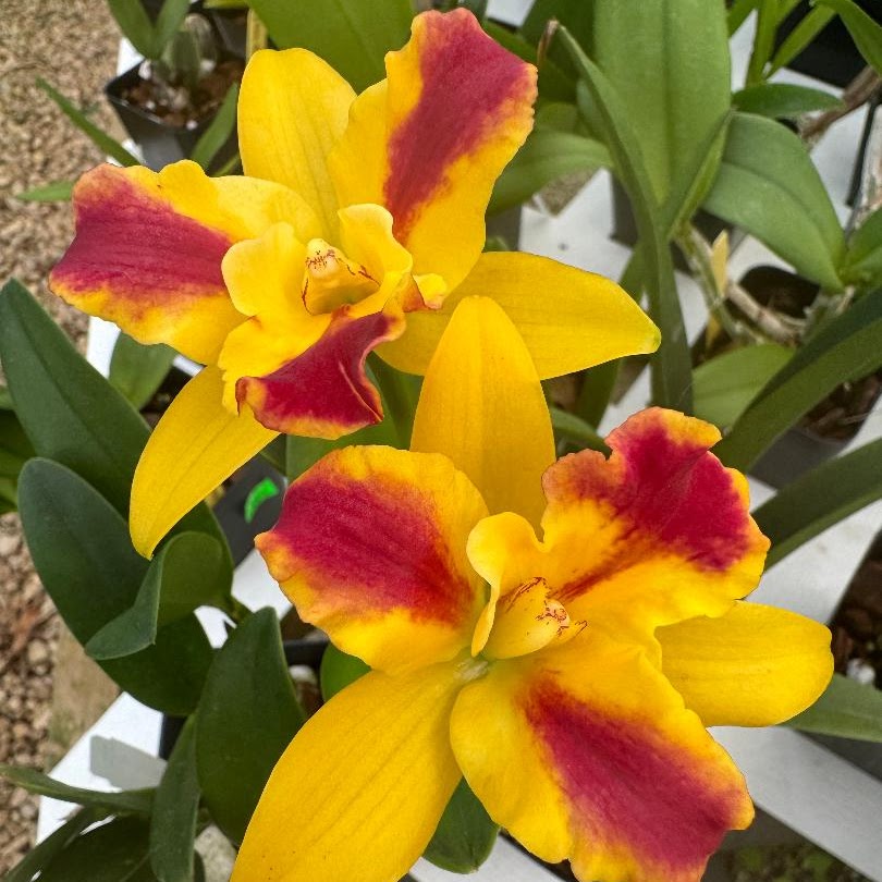 Rhyncattleanthe Burana Beauty 'Burana' HCC/AOS (Netrasiri Starbright x Netrasiri Beauty) — Cattleya, Natt's Orchids