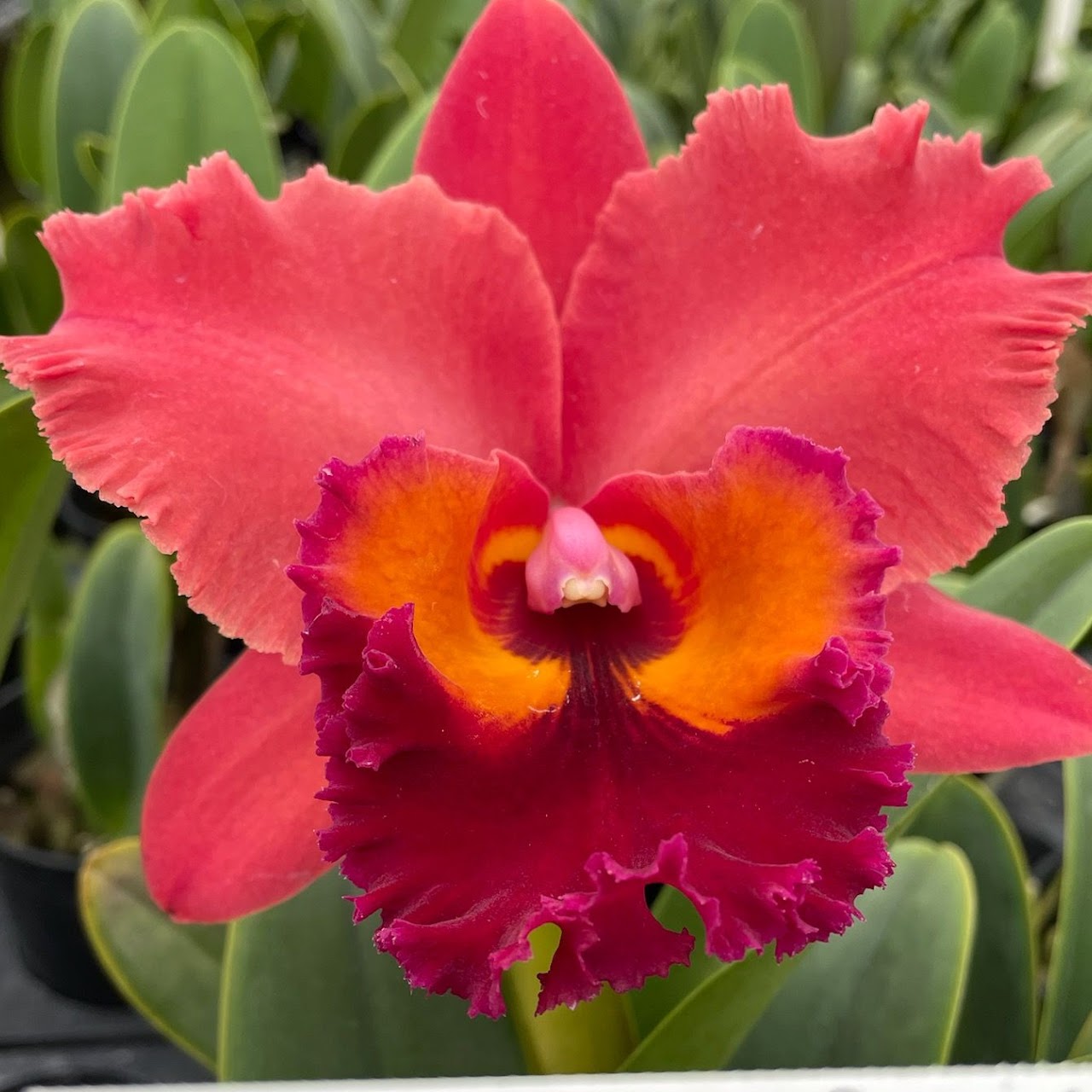 Rhyncholaeliocattleya Chaweewan Sunset (Tainan City x Tubtim Sayam) — Cattleya, Natt's Orchids