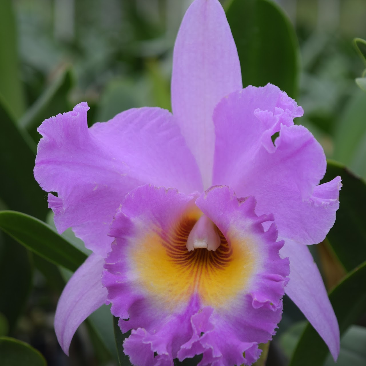 Rhyncholaeliocattleya Mahina Yahiro 'Mishima' (Meditation x Donna Kimura) — Cattleya, Natt's Orchids