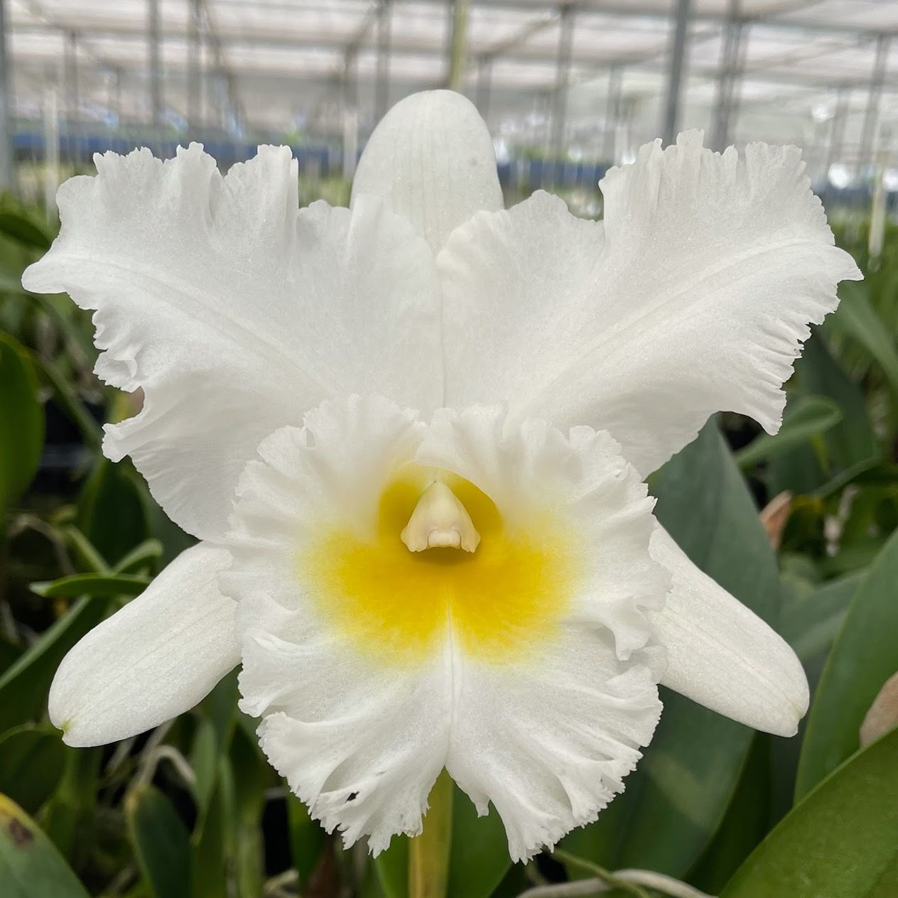 Rhyncholaeliocattleya Mahina Yahiro 'Julie' (White) (Meditation x Donna Kimura) — Cattleya, Natt's Orchids