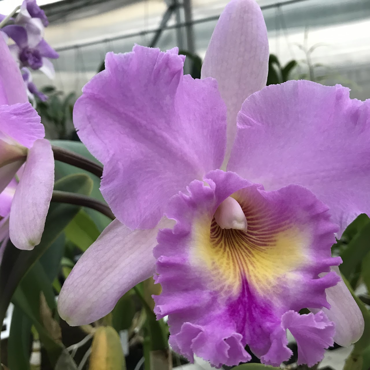 Rhyncholaeliocattleya Mahina Yahiro 'Julie' (Pink) (Meditation x Donna Kimura) — Cattleya, Natt's Orchids