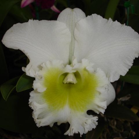 Rhyncholaeliocattleya Burdekin Wonder 'Lakeland' (Donna Kimura x Sylvia Fry) — Cattleya, Natt's Orchids