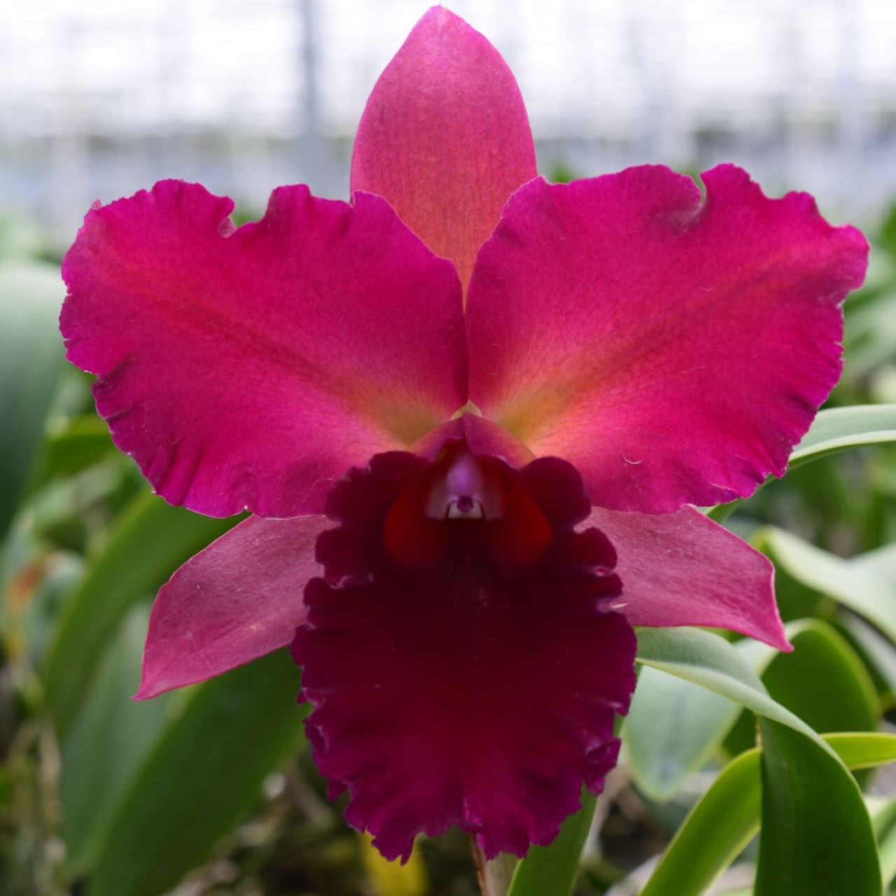 Rhyncattleanthe Pop City (Ctt Tutankamen x Rlc Chia Lin) — Cattleya, Natt's Orchids
