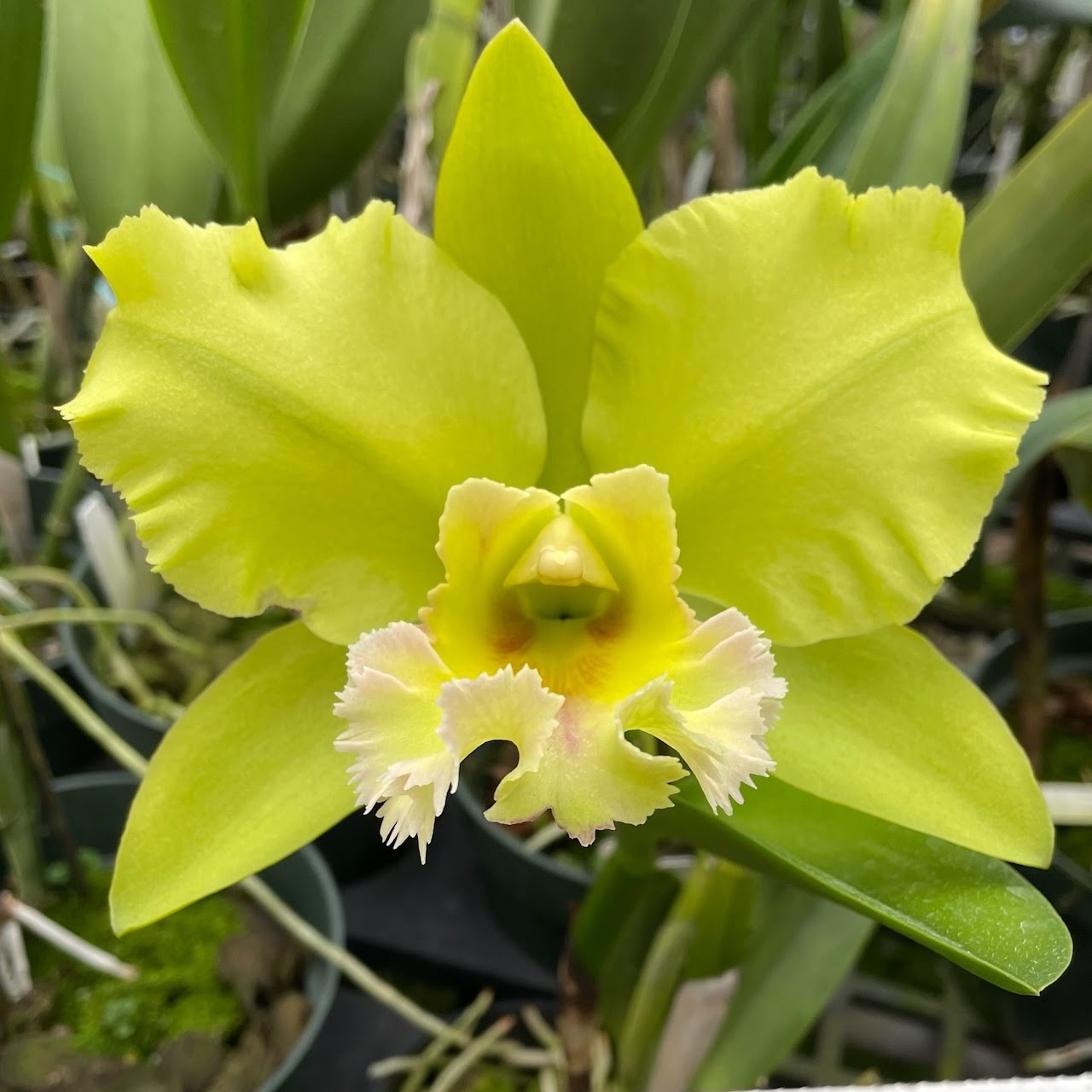 Rhyncholaeliocattleya Dewy Forest 'Kudos' (Glorious x Greenwich) — Cattleya, Natt's Orchids