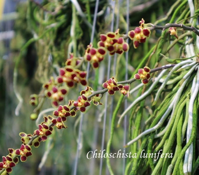 Chiloschista lunifera — Chiloschista, Natt's Orchids