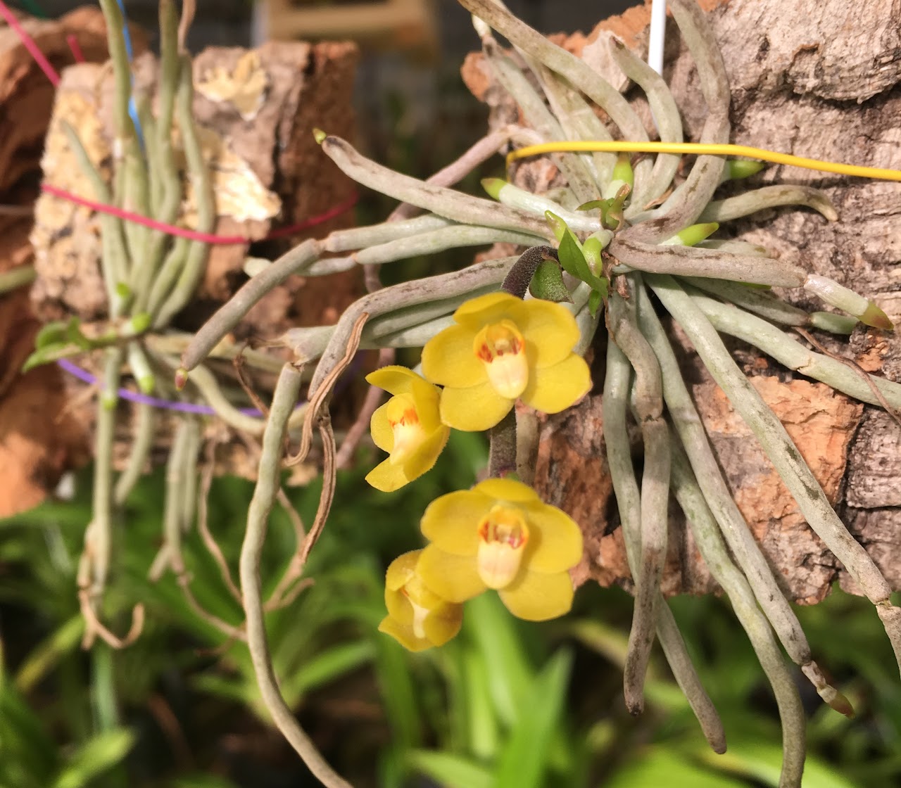 Chiloschista nakompanomensis — Chiloschista, Natt's Orchids