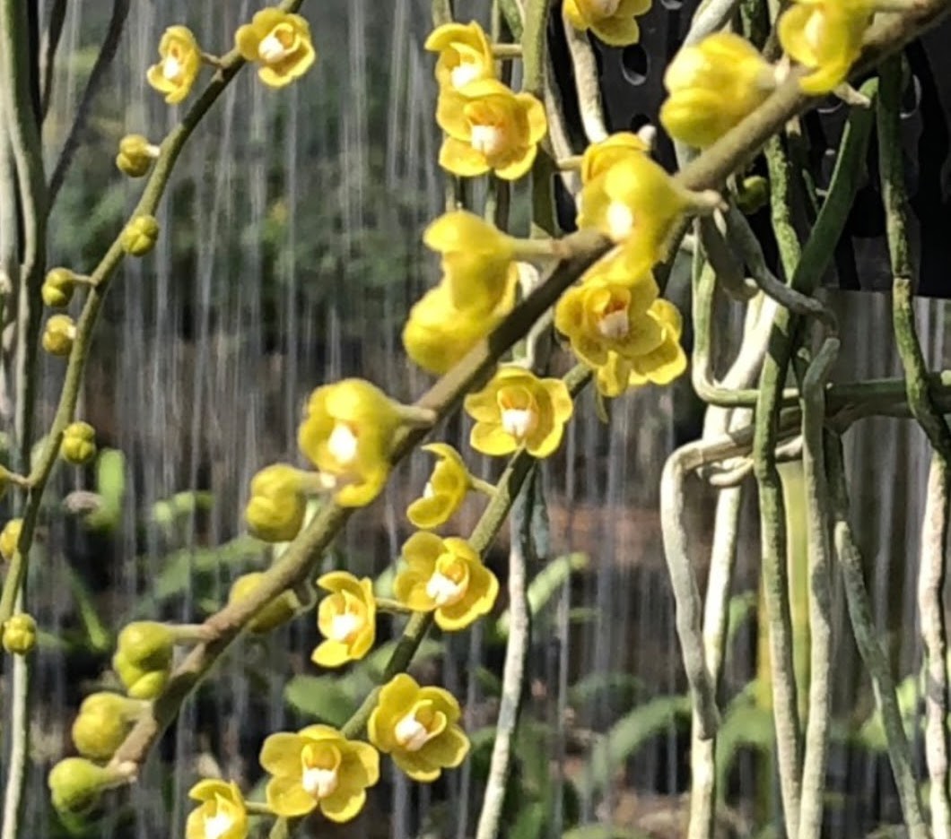 Chiloschista parishii 'Karnchanaburi' — Chiloschista, Natt's Orchids