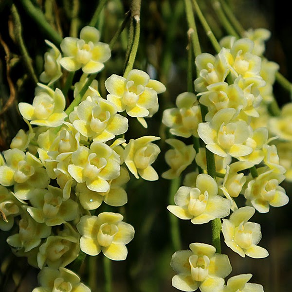 Chiloschista viridiflava — Chiloschista, Natt's Orchids