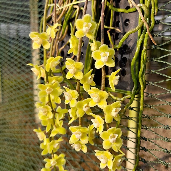 Chiloschista parishii ' Suphanburi ' — Chiloschista, Natt's Orchids