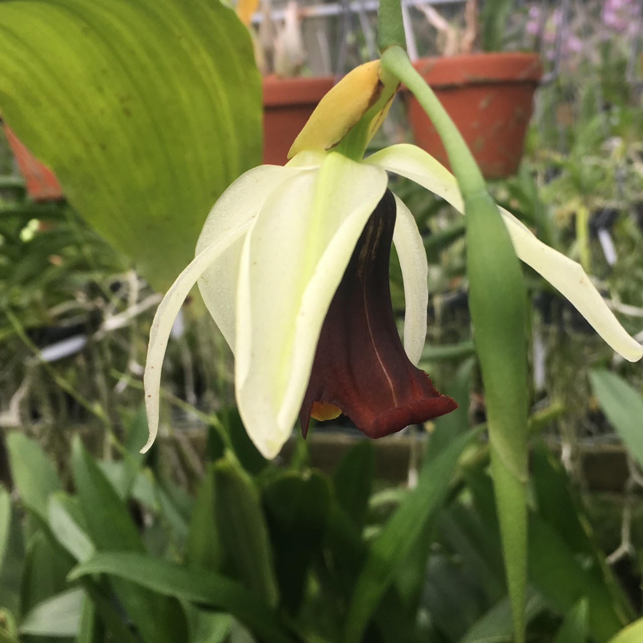 Coelogyne usitana — Coelogyne, Natt's Orchids