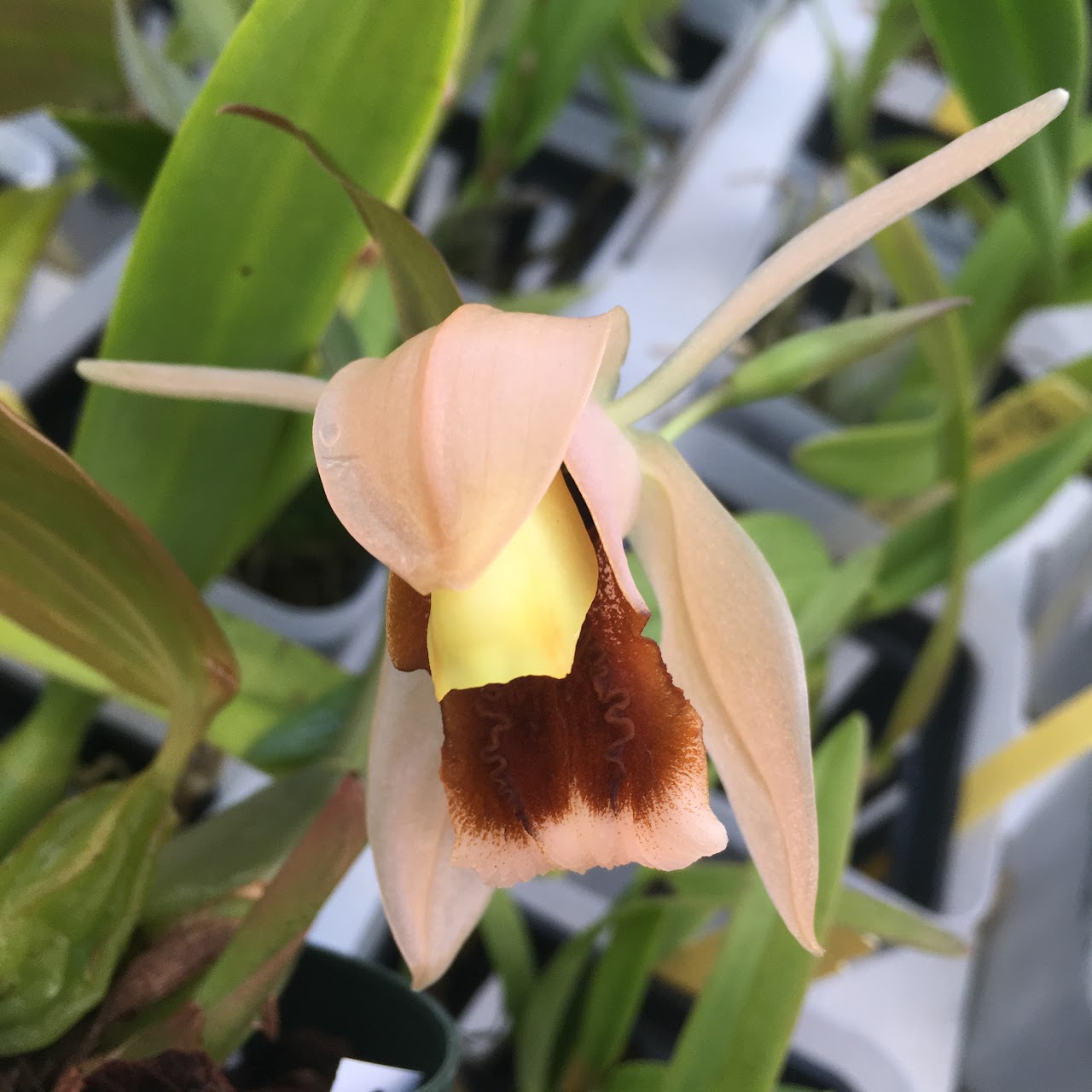 Coelogyne xylekes — Coelogyne, Natt's Orchids
