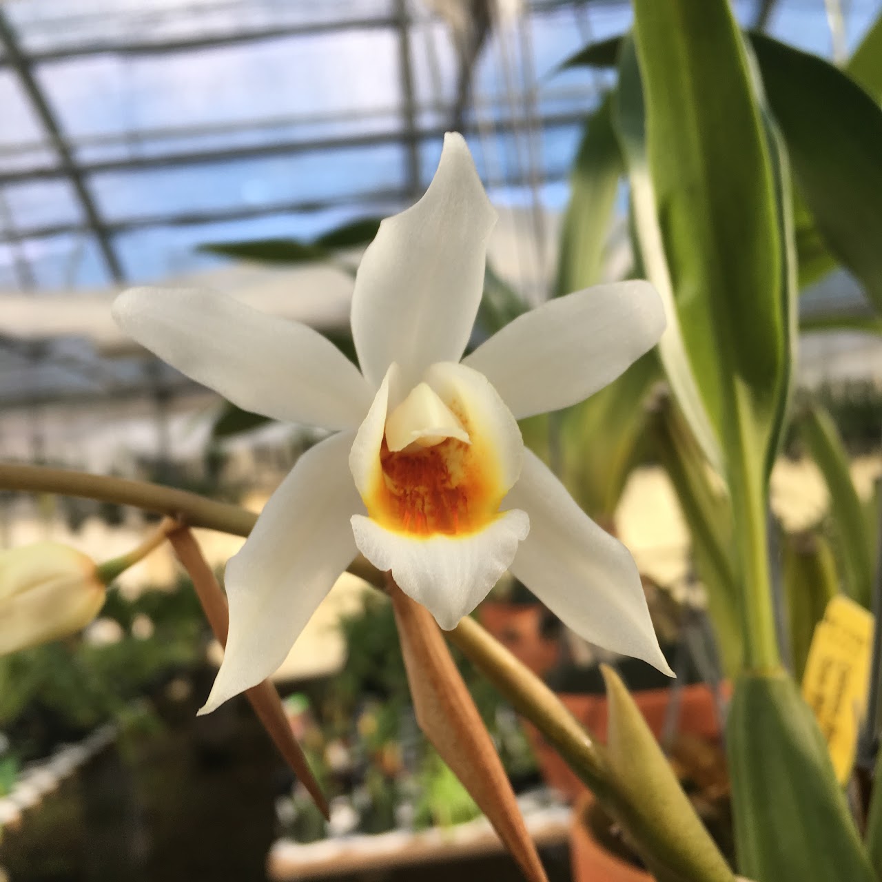 Coelogyne Jannine Banks 'Snow White' HCC/AOS (Coel mooreana x flaccida) — Coelogyne, Natt's Orchids