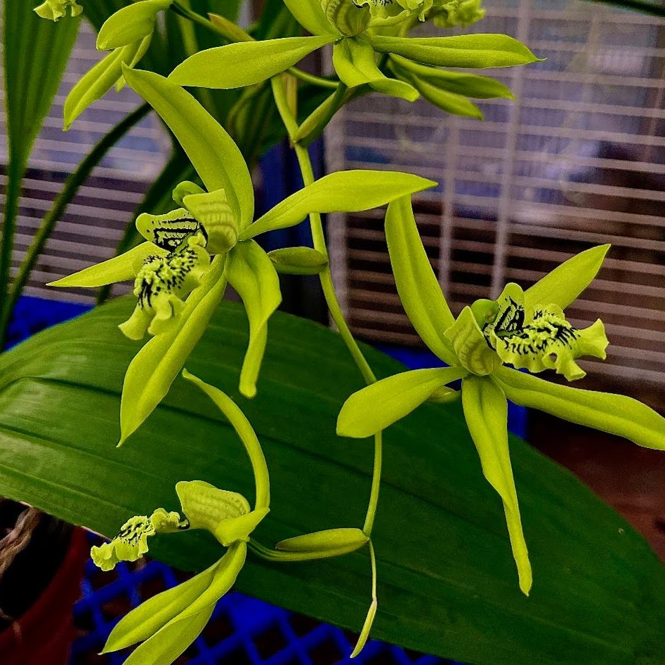 Coelogyne mayeriana — Coelogyne, Natt's Orchids