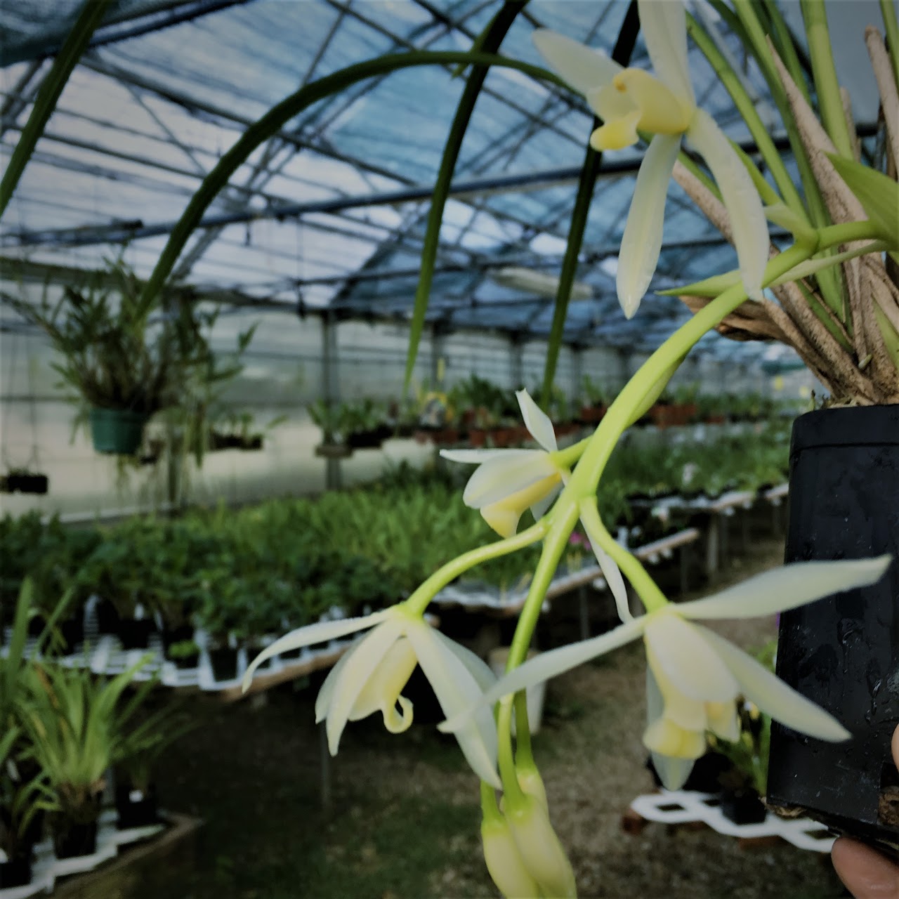 Cymbidium dayanum — Cymbidium, Natt's Orchids