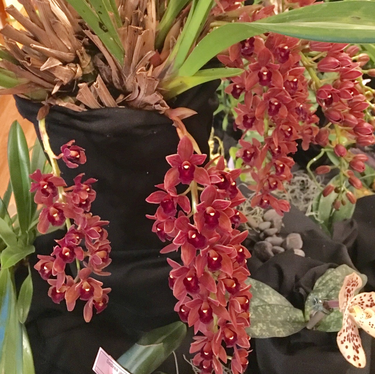 Cymbidium Dorothy Stockstill (Phar Lap x Miss Muffet) — Cymbidium, Natt's Orchids