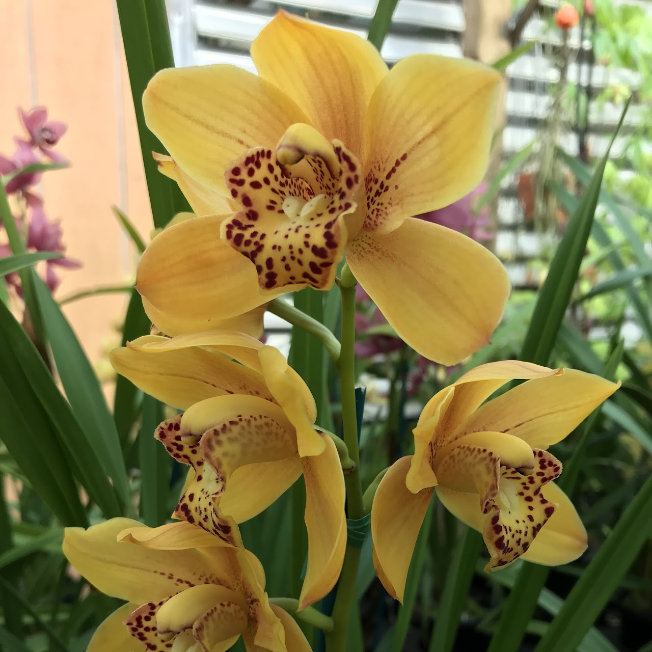 Cymbidium Enzan Shining 'Royal Flame' (Coraki x Kusuda Shinina) — Cymbidium, Natt's Orchids