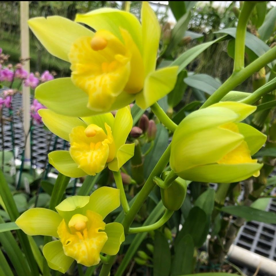 Cymbidium Estimated Prophet 'Incarnation' (Pure Inca x Valerie Absolonova) — Cymbidium, Natt's Orchids