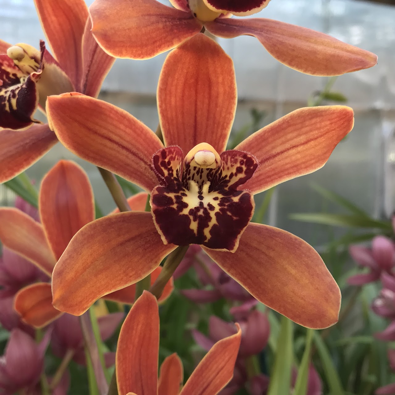 Cymbidium Fire On The Mountain 'Sunset' (Shing Kuskar x Valerie Absolonova) — Cymbidium, Natt's Orchids