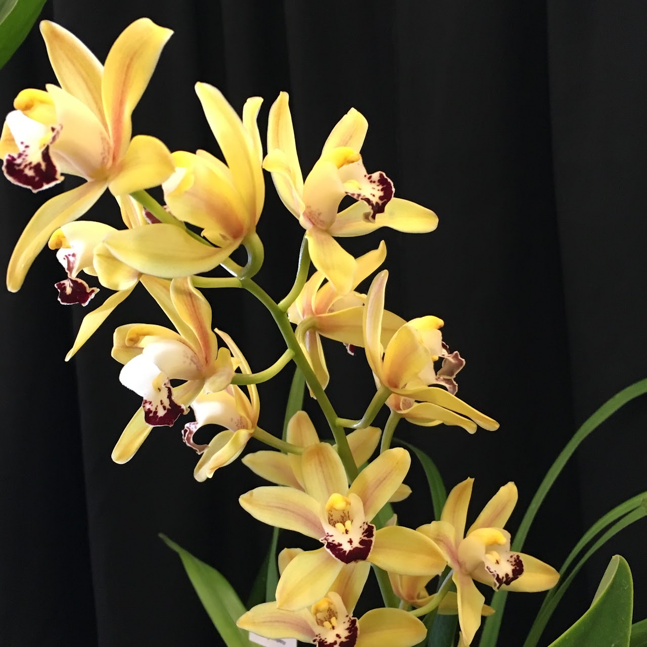 Cymbidium Ming 'Emperor' (Oiso x Rusper) — Cymbidium, Natt's Orchids