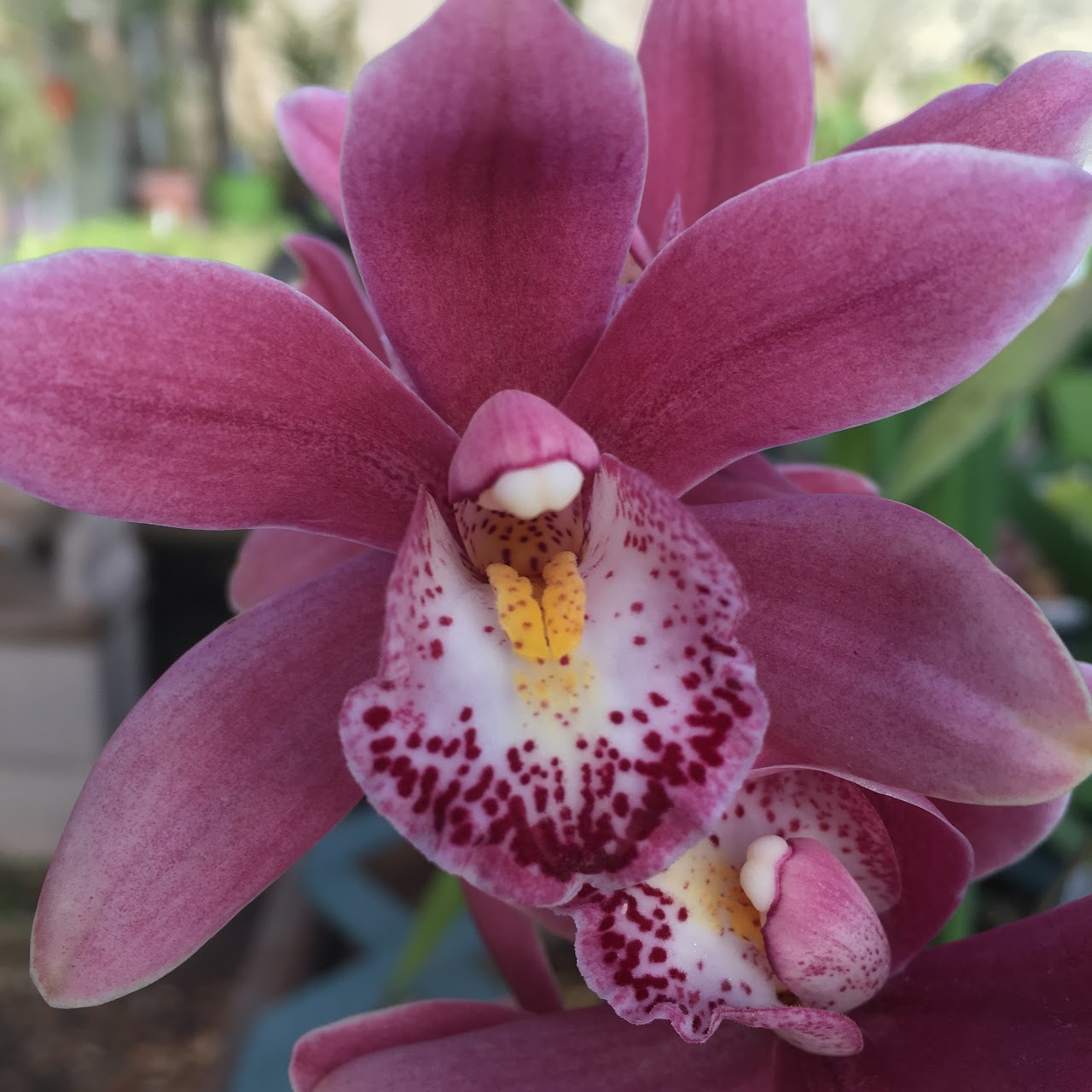 Cymbidium Peter Fire 'Torch' (Peter Pan x Winter Fire) — Cymbidium, Natt's Orchids