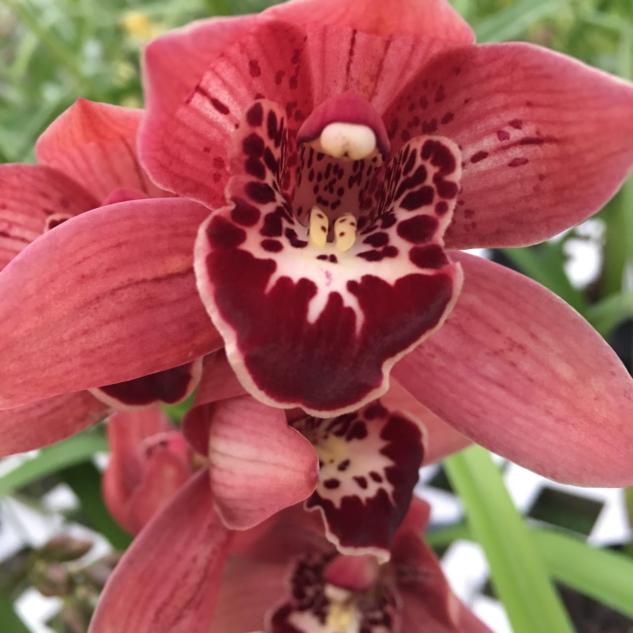 Cymbidium Ramble on Rose (Valerie Absolonoma x Black Widow) — Cymbidium, Natt's Orchids
