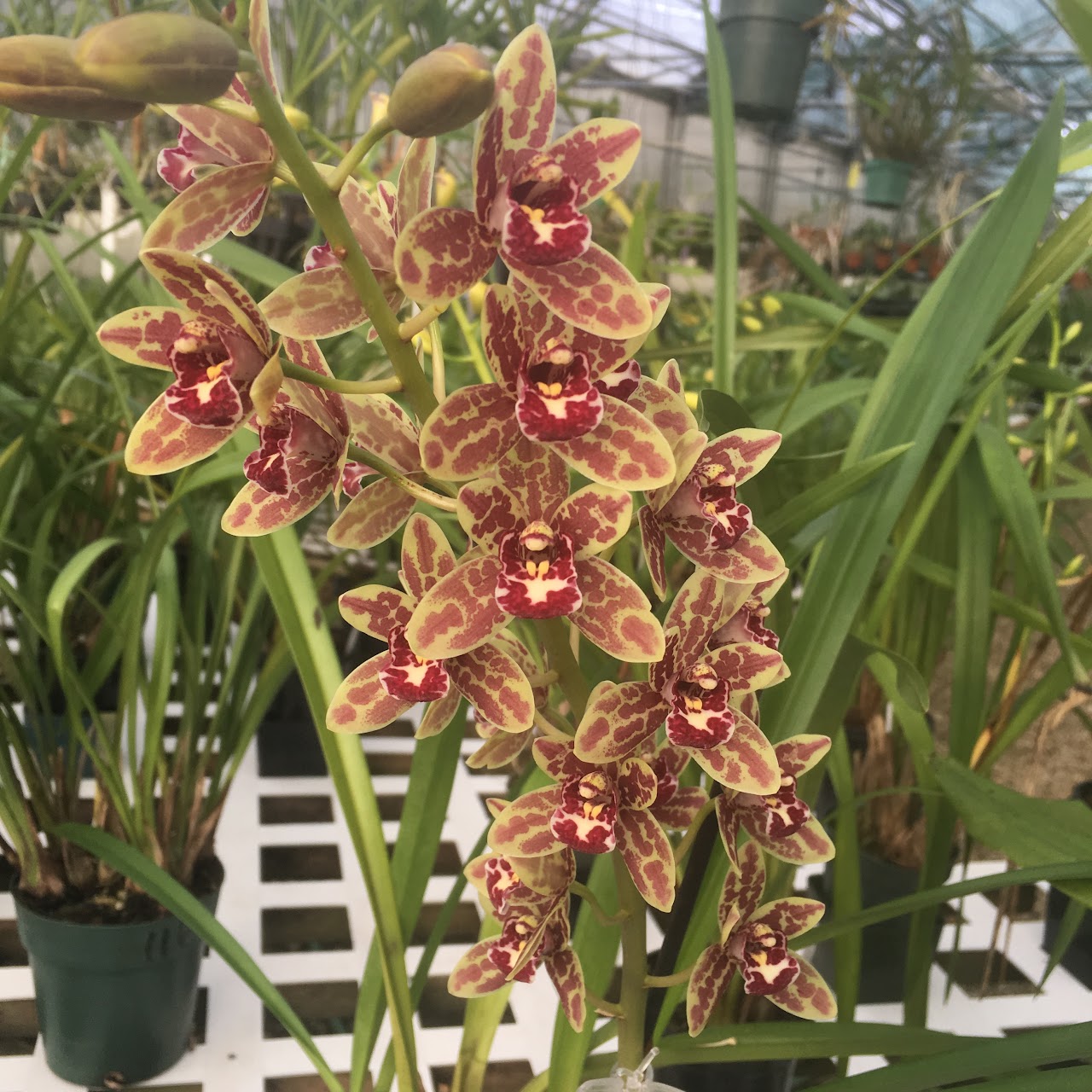 Cymbidium Spark Sprite 'Sparky' (Sarah Jean x canaliculatum) — Cymbidium, Natt's Orchids