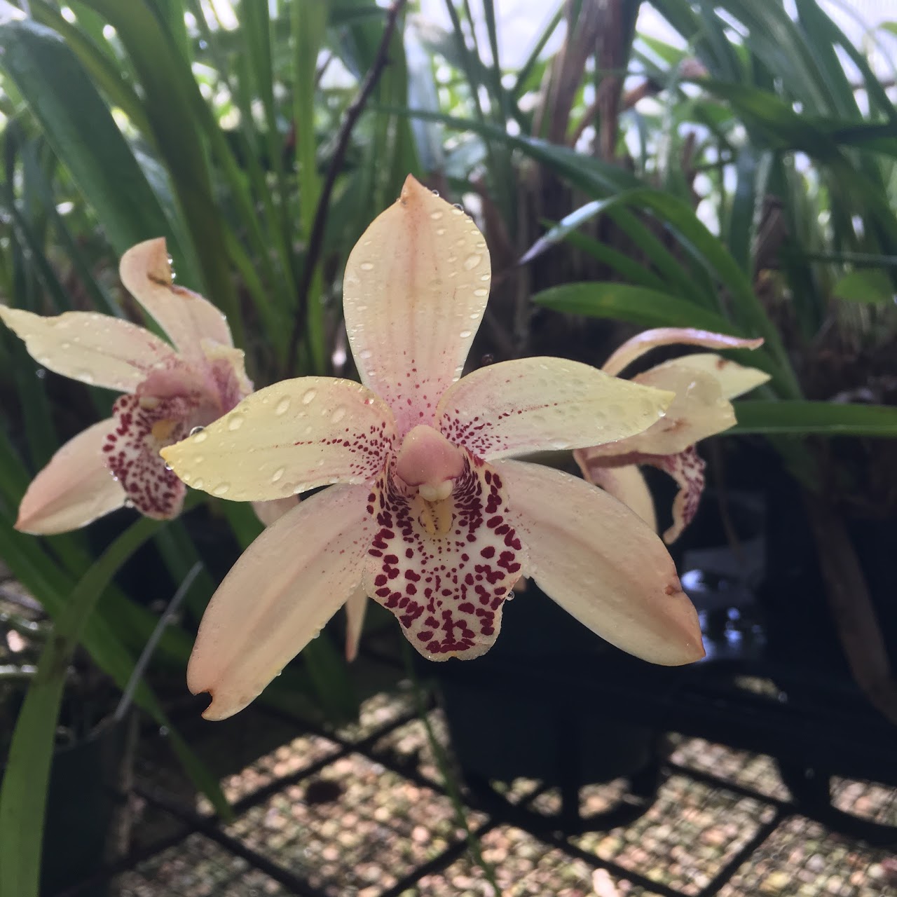 Cymbidium Valerie Absolonova (Golden Elf x Peter Pan) — Cymbidium, Natt's Orchids