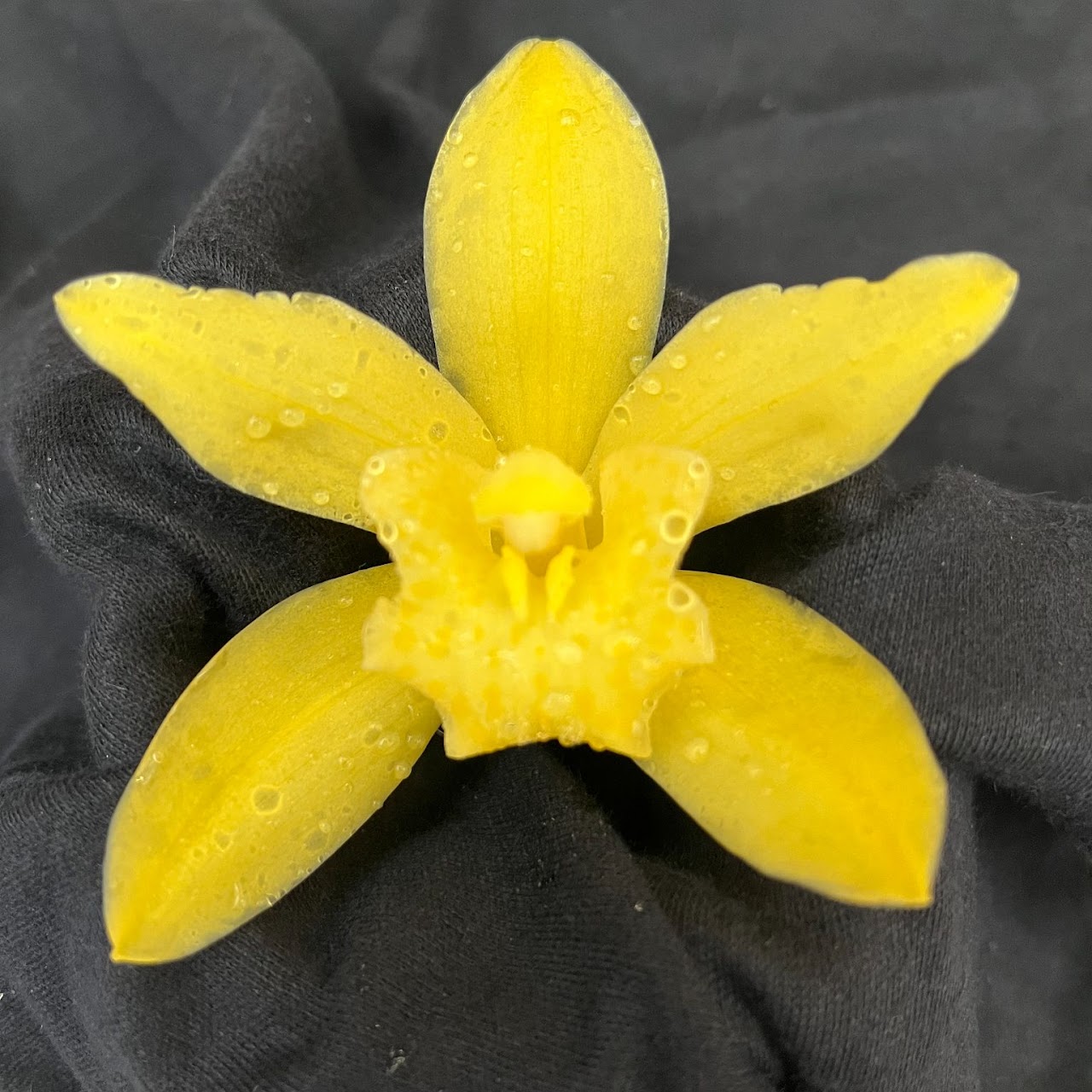 Cymbidium Golden Vanguard 'Emperor' (Golden Elf x Vanguard) — Cymbidium, Natt's Orchids