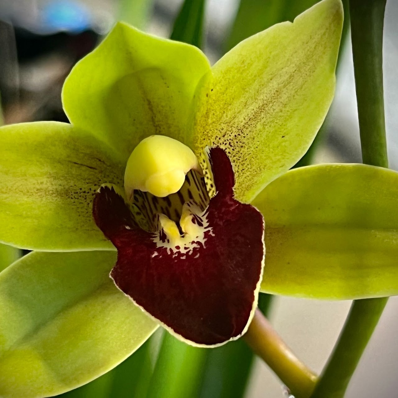 Cymbidium Peter Pan 'Lawson's' (ensifolium x Miretta) — Cymbidium, Natt's Orchids