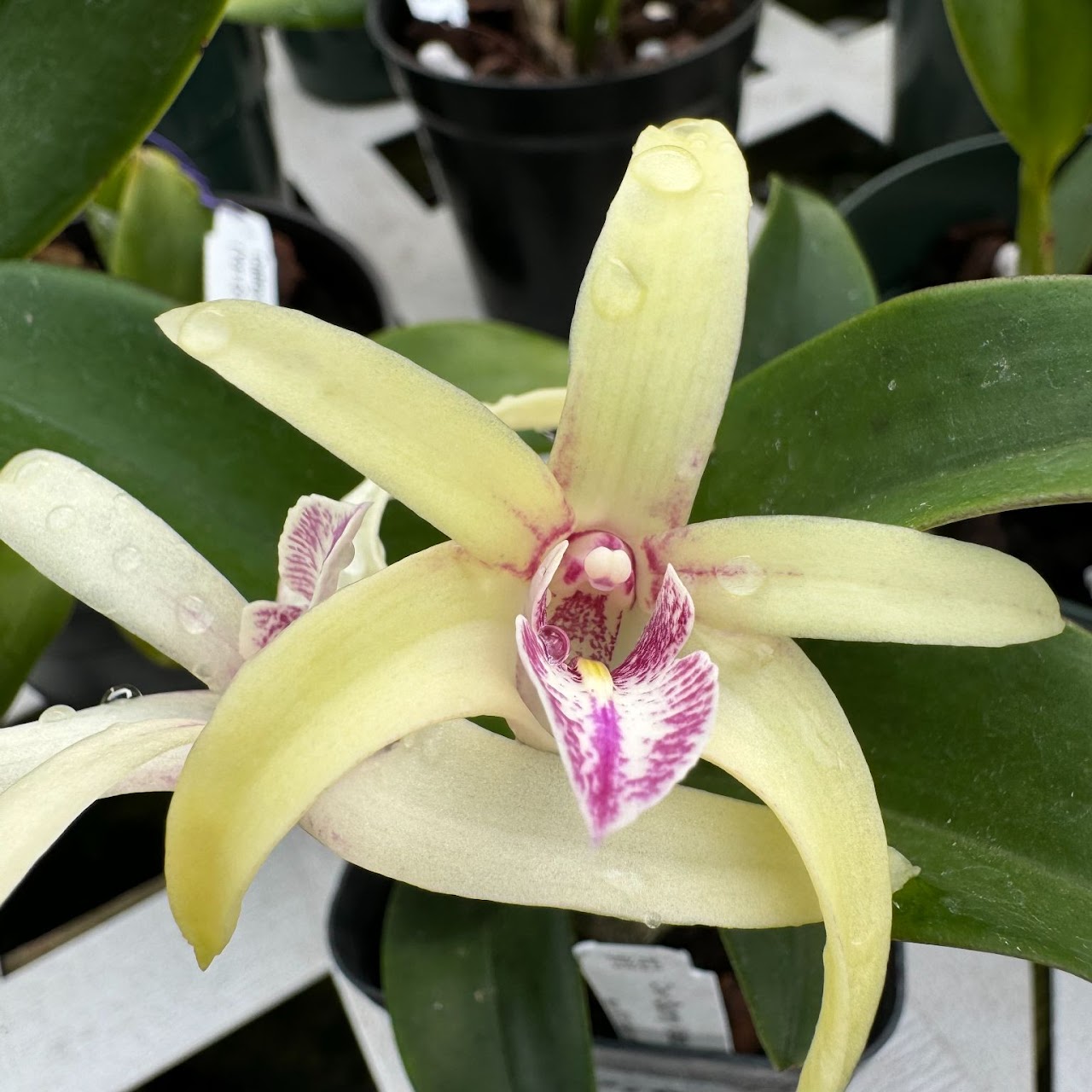Dendrobium Sunny Kalapana ( Sunny Vista x Dunokayla ) — Dendrobium, Natt's Orchids