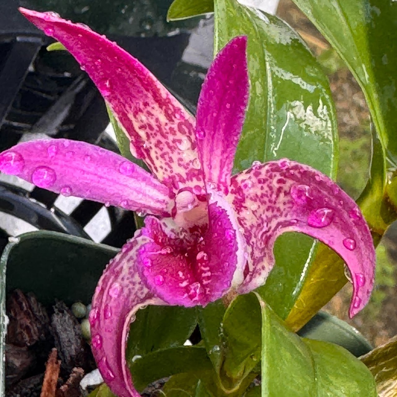 Dendrobium Victorian Jazz ( Gillieston x Victorian Bride ) — Dendrobium, Natt's Orchids