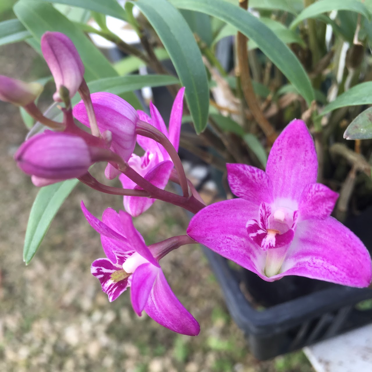 Dendrobium kingianum — Dendrobium, Natt's Orchids