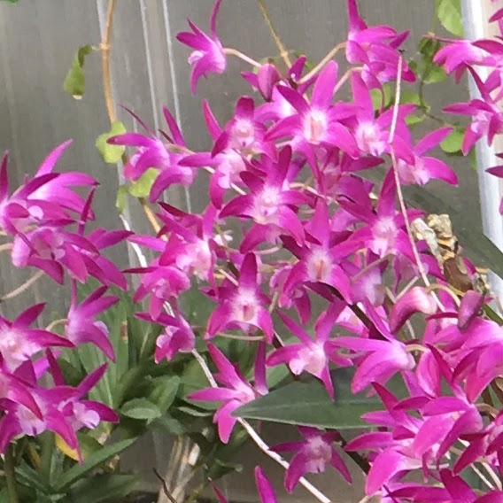 Dendrobium Hamana Smile — Dendrobium, Natt's Orchids