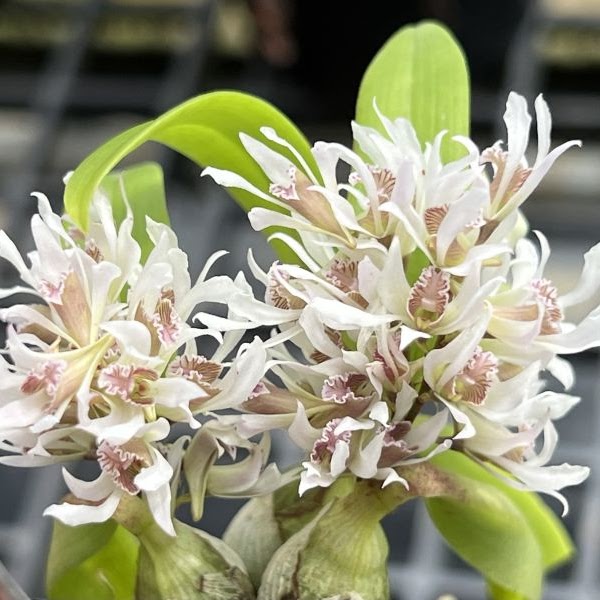 Dendrobium peguanum — Dendrobium, Natt's Orchids