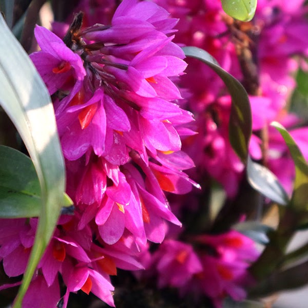 Dendrobium Hibiki (bracteosum x laevifolium) — Dendrobium, Natt's Orchids