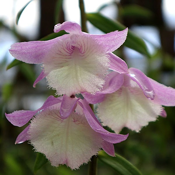 Dendrobium aphyllum 'Krairith' — Dendrobium, Natt's Orchids