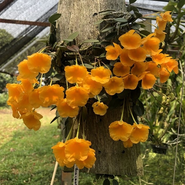 Dendrobium jenkinsii — Dendrobium, Natt's Orchids