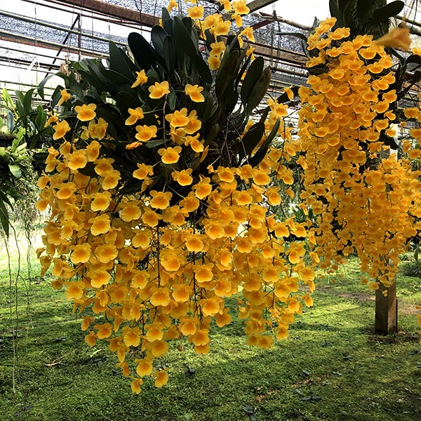 Dendrobium lindleyi — Dendrobium, Natt's Orchids